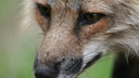 Web site image