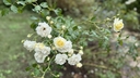 Web site image