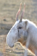 Web site image