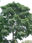 Web site image