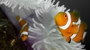 Web site image