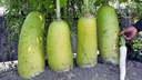 Web site image