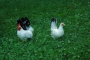 Web site image