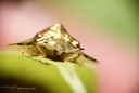 Web site image