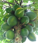 Web site image