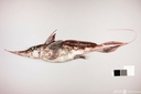 Web site image