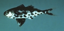 Web site image