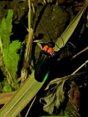 Web site image