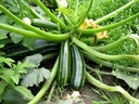 Web site image