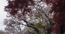 Web site image