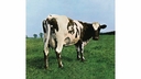 Web site image