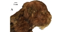 Web site image