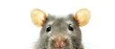 Web site image