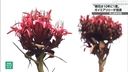 Web site image