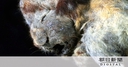 Web site image