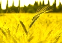 Web site image