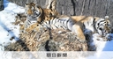 Web site image