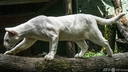 Web site image