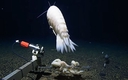 Web site image