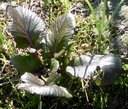 Web site image