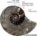 Web site image