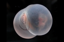 Web site image