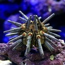 Web site image