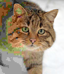 Web site image