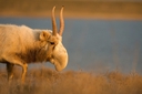 Web site image