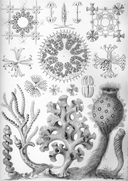 Web site image