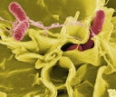 Web site image
