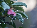 Web site image