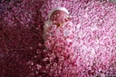 Web site image