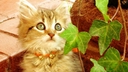 Web site image