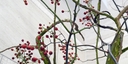 Web site image