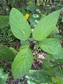 Web site image