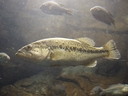 Web site image