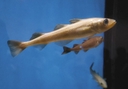 Web site image