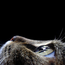 Web site image