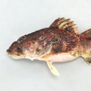 Web site image