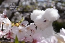 Web site image