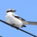 Web site image