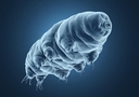 Web site image