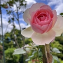 Web site image