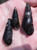 Web site image