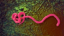 Web site image
