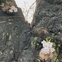 Web site image