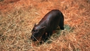 Web site image