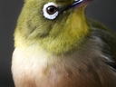 Web site image