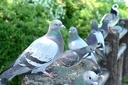 Web site image